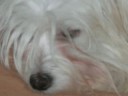 Residencia canina Petercan;Maltesa Lorena.