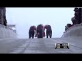 Event Videos FIBT the international home of Bobsleigh and Skeleton sports Event Videos FIBT the international home of Bobsleigh and Skeleton sports