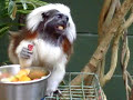 watching the cute cotton-top tamarin monkey eating at the zoo in palm cove