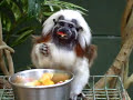 Cotton-top Tamarin Monkey eating