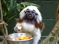 watching the cute cotton-top tamarin monkey eating at the zoo in palm cove