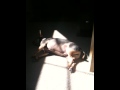 videos de Chompers sunning 2