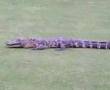 alligator at golf course