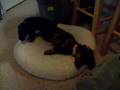 Baylee-and-Buttercup