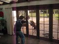 Funny Bouncing Dog Funny Bouncing Dog