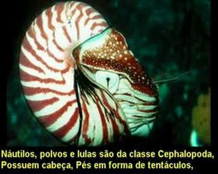 Clipe Mollusca