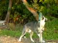videos de Dog vs. Croc