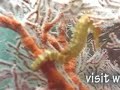Tigertail Seahorse