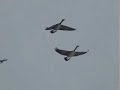 Missouri goose infestation
