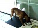 Boxer   Dog