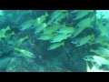 Maldives Under Water Part 2-2