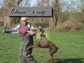Dobermann in action