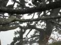 videos de Rapsodia d'Autunno