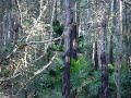 le chant doiseaux rigolos