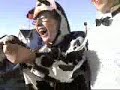 MAD MOOOWS RATED PG