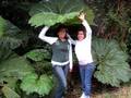 Las Sombrillas Naturales de Costa Rica