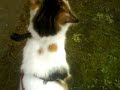 Walking the kitten (saffy)  =^.^=