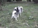 Gold playing with Yuma and Seally 2 Gold playing with Yuma and Seally 2