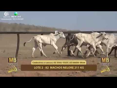 513� LEIL�O VIRTUAL MB LEIL�ES