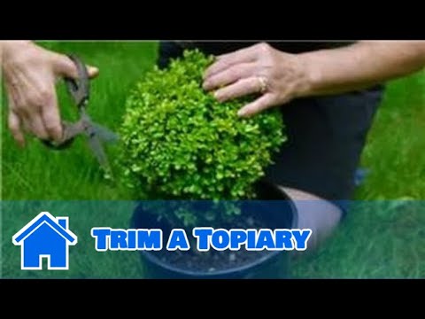 how to train ivy topiary