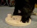 Hunde-Solit�r