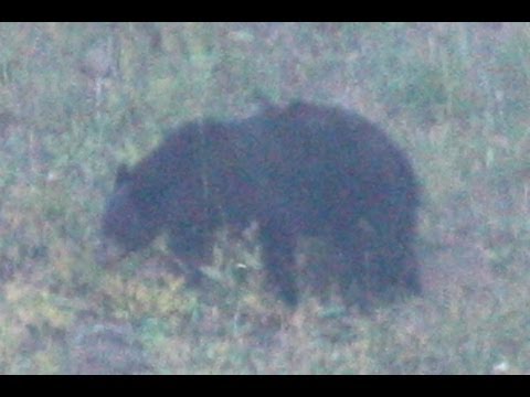 black bear