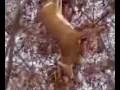 8 point buck in PA  12/2/2008
