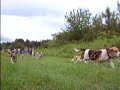 Release of about 50 13 inch female beagles. Release of about 50 13 inch female beagles.