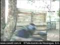 videos de Clases de Caliche por Juan Peres Mayo 11