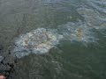 USS Arizona   A Bleeding Ship