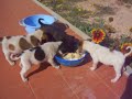 Hundebabys in Djerba Hundebabys in Djerba