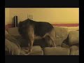 Dog Obedience or Tricks for Treats