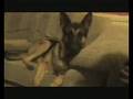 videos de Dog Obedience or Tricks for Treats