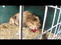 Ex-circus lions to be rehomed at Wingham Wildlife Park