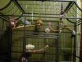 New flight cage for the budgies