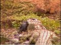 Fatty the Crocodile Devours a Flea #2 Pete\