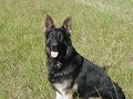 Trubite to those dogs that help us in everyday life