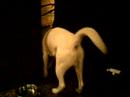 Kishu - Welcomes a guest