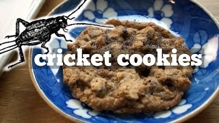 Chocolate chip oatmeal cookie recipe with nutritional cricket flour