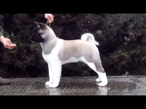 how to train akita puppies