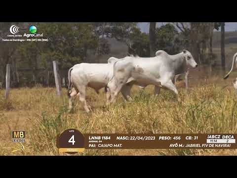 511� LEIL�O VIRTUAL MB LEIL�ES