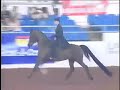 April Breeze CC \"Half Arabian Park Horse\"