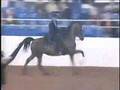 April Breeze CC Half Arabian Park Horse