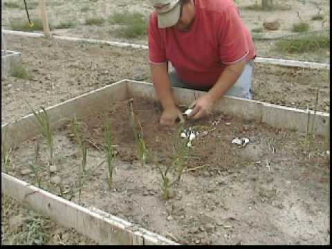how to replant elephant garlic