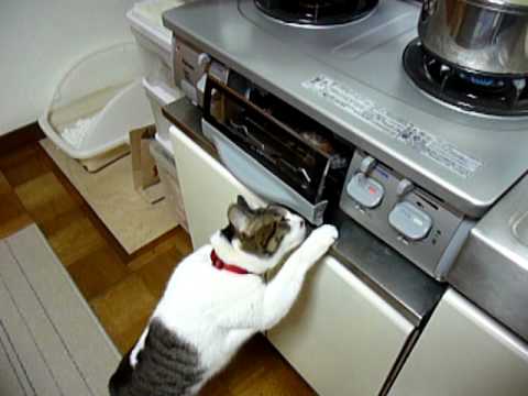「[ペット]グリルの中の焼き魚が気になっちゃう猫だニャン」のイメージ