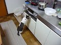 [ペット]グリルの中の焼き魚が気になっちゃう猫だニャンのサムネイル1