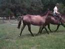 A second video of Lilly being ponied at the trot