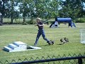 Puppys let put.AVI Puppys let put.AVI