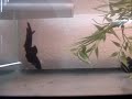 Male Halfmoon/Plakat & Female Plakat Spawning Male Halfmoon/Plakat & Female Plakat Spawning