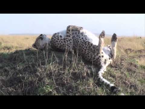 Cheetah scared by warthog - Safari Sunday